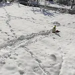 каневи * Momchilovtsi (Smolyan)