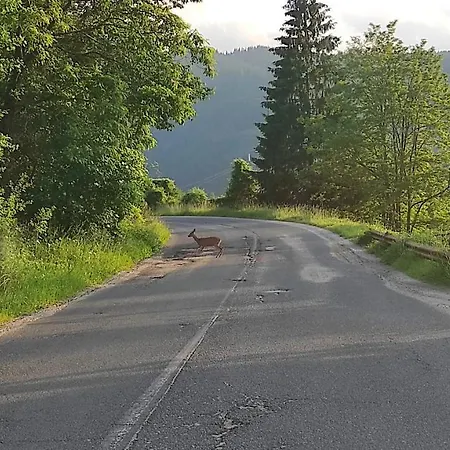 Homestay каневи *