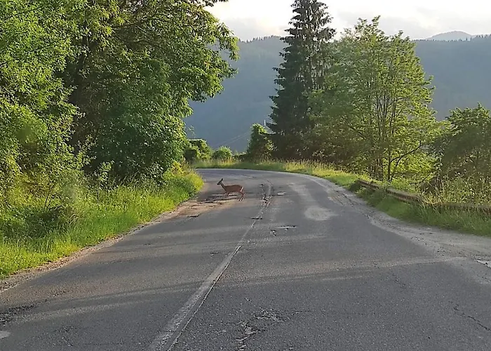 Homestay каневи *